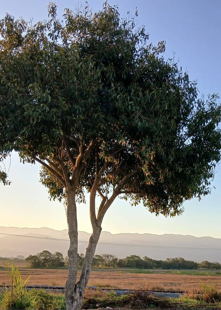 Casa, 2 quartos, 98 m² - Foto 2