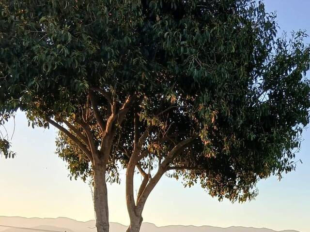 #253u788888 - Casa para Venda em Pindamonhangaba - SP
